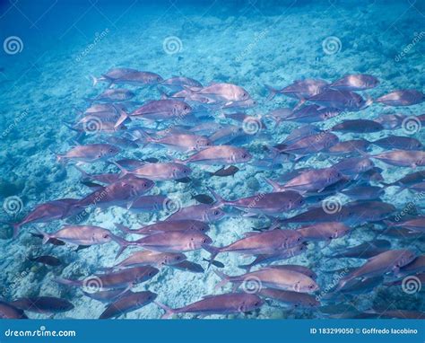 Shoals of fish stock photo. Image of rare, geometric - 183299050