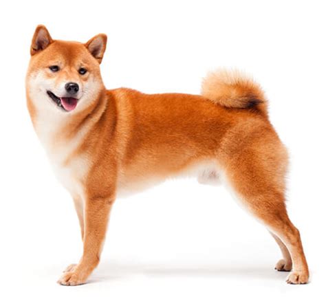 Japanese Shibu Inu Dog Breed Information | Purina