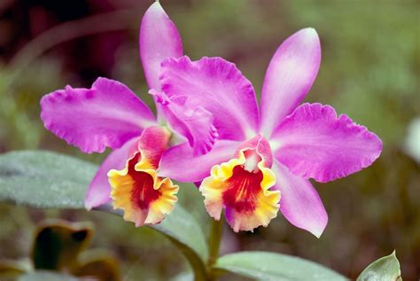 two pink orchids with yellow and red petals in the foreground, on green leaves