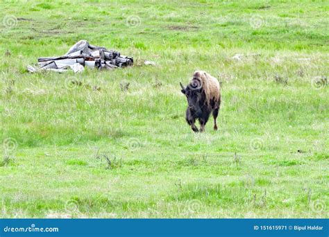 A Bison Charging Another Bison Stock Image - Image of fight, park ...