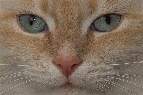 Free picture: cat, eye, cute, portrait, kitten, nose, animal, pet, feline, kitty