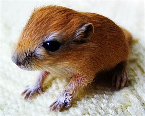 Baby Gerbils, the Baby Rodents You Might Like | Baby Animal Zoo