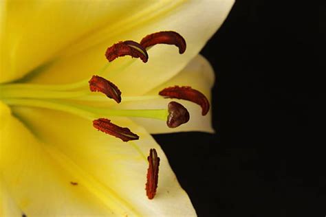 Yellow Stargazer Lily Stock Photos, Pictures & Royalty-Free Images - iStock