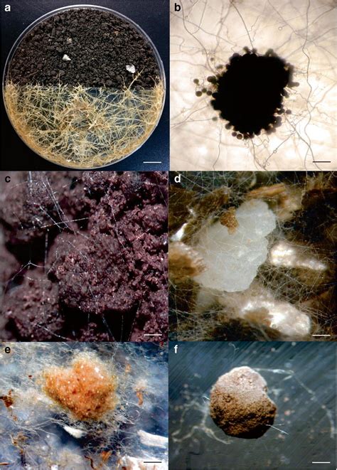 a The bi-compartimental Petri dish with transformed carrot roots ...