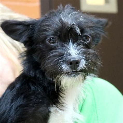 Black Wire Haired Terrier Chihuahua Mix - Pets Lovers