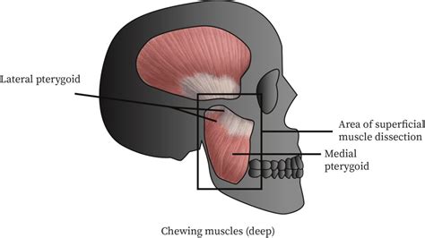 Axial Versus Appendicular Muscles | bartleby