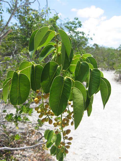 The Worst Poisonous Wild Plants To Avoid When Camping