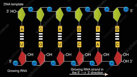 DNA transcription, animation - Stock Video Clip - K003/9168 - Science ...