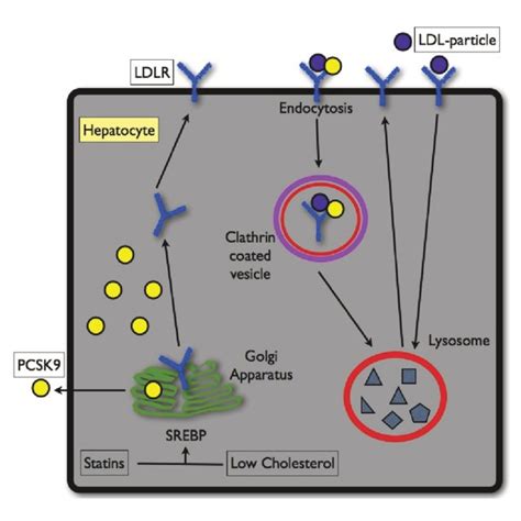 (PDF) Back to basics: PCSK9 as a new target for the LDL receptor