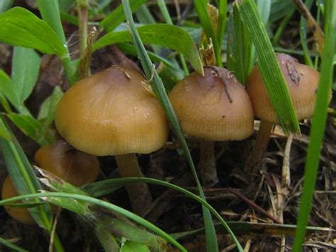 Shroomery - Psilocybe caerulescens