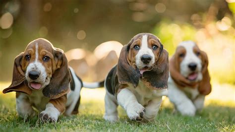 Download Cute Running Basset Hound Dogs Wallpaper | Wallpapers.com