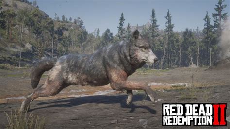 Red Dead Redemption 2 - Legendary Wolf (Location & Hunt) - YouTube