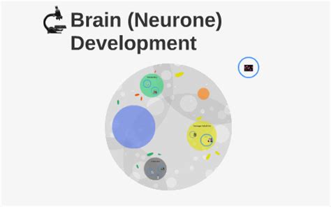 Brain (Neurone) Development by Alvaro Nolan Carlos Alex on Prezi