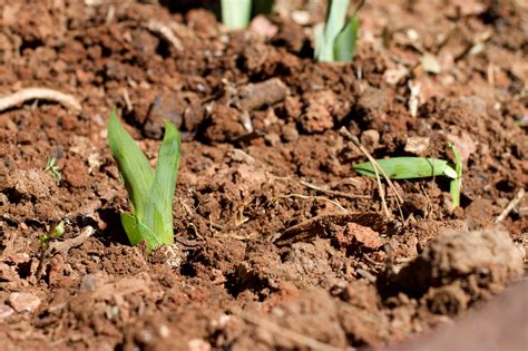 Free Images : field, leaf, flower, food, green, produce, crop, soil, agriculture, fauna, grass ...