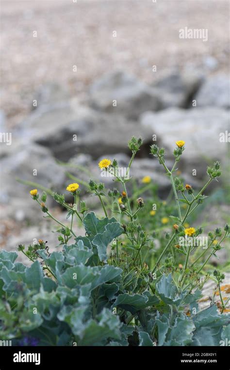 Wildflowers on the shingle beach Stock Photo - Alamy