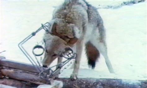 Types of Traps Used in Canada - The Fur-Bearers