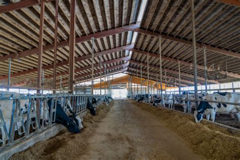 Are Dairy Cows Happy in Modern-Day Dairy Barns? - Door County Pulse