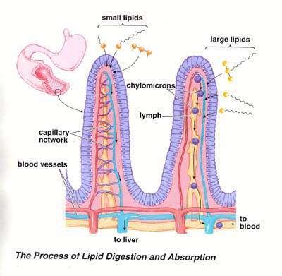 Villi diagram