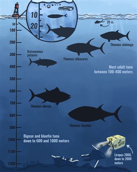 HOW DEEP CAN TUNAS SWIM? - Planet tuna