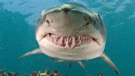 Sand Tiger Shark | Cá mập, Cá mập trắng lớn, Sinh vật đại dương