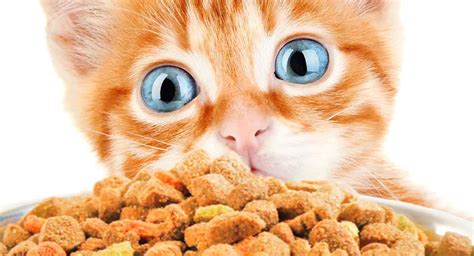 Best Dry Kitten Food - Discover The Best Dry Food For Kittens