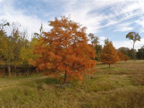 Orange Fall Leaves Free Stock Photo - Public Domain Pictures