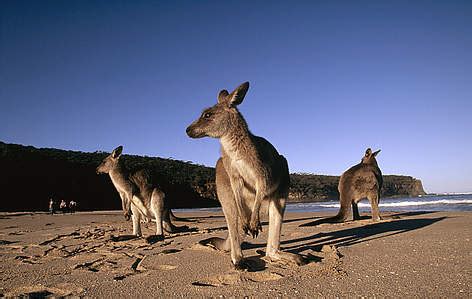 Grey Kangaroo | WWF