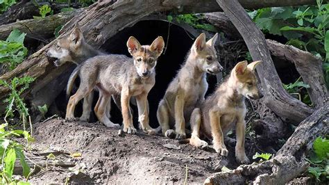 PHOTOS: Mexican Gray Wolf puppies - ABC7 Chicago