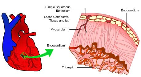 does arteries have valves