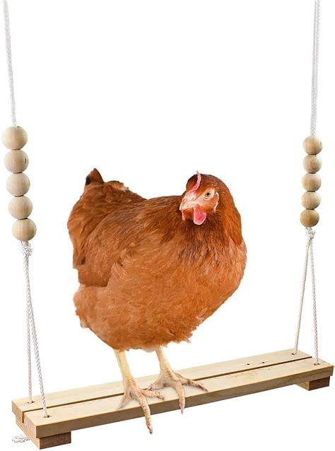 Chicken Enrichment Ideas for Happy, Healthy Chickens