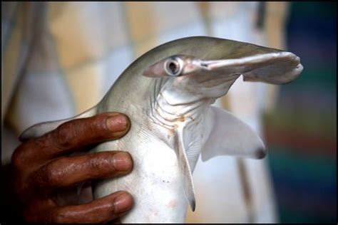 Baby Hammerhead | A baby hammerhead shark is displayed at th… | Flickr