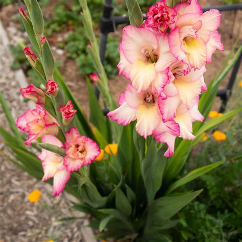 When Should You Plant Gladiolus Bulbs - Back Gardener