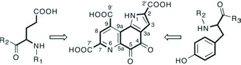 The pyrroloquinoline quinone biosynthesis pathway revisited: A ...