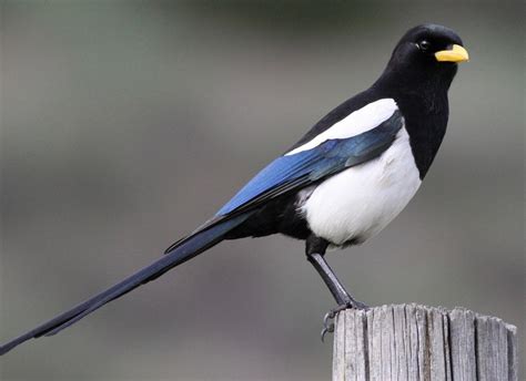 Yellow-billed magpie - song / call / voice / sound.