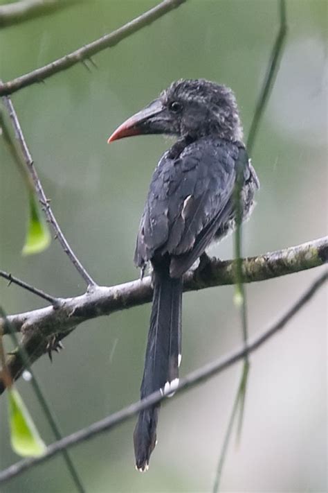 Western Little Hornbill / Black Dwarf Hornbill Horizocerus hartlaubi ...