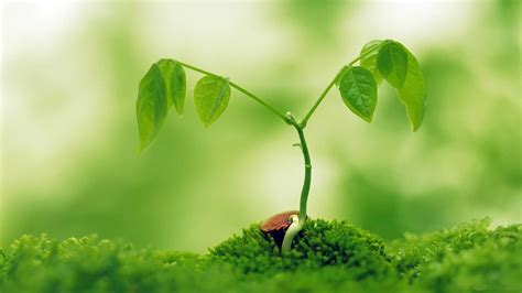 Free photo: Green plants - Green, Growth, Leafs - Free Download - Jooinn