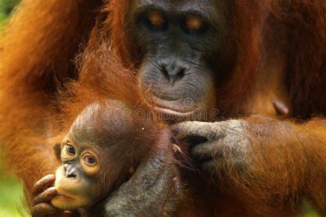 Female Orangutan with Her Baby Stock Image - Image of orange, hairy ...