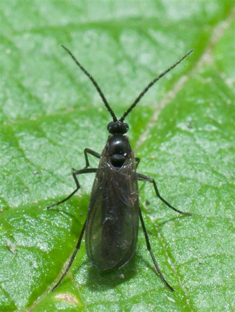 Keeping Fungus Gnats Under Control - Laidback Gardener