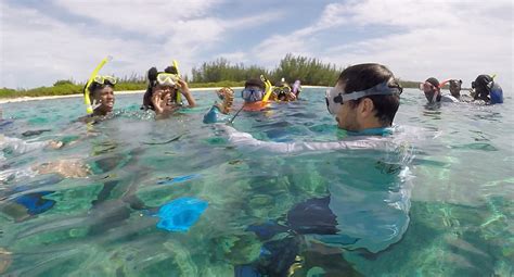 Caribbean spiny lobster – developing innovative fisheries management ...