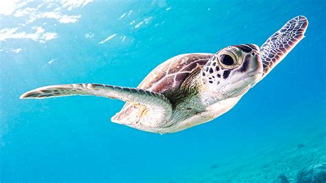 Snorkeling at Lady Elliot Island | Snorkeling Australia