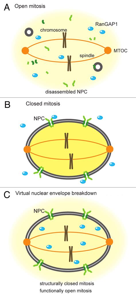 Virtual nuclear envelope breakdown (V-NEBD). (a) in higher eukaryotes ...