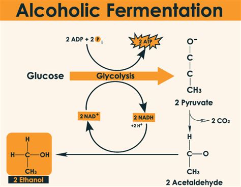 What is Alcoholic Fermentation ? – 24 Hours Of Biology