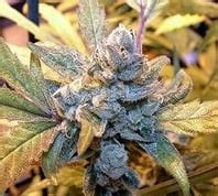 Blue Dragon marijuana – Best Drug Shop Online