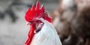 Fowl Pox in Chickens: Causes, Symptoms, Prevention & Treatment