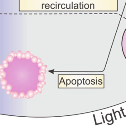 Schematic presentation of germinal center reaction Antigen-activated... | Download Scientific ...