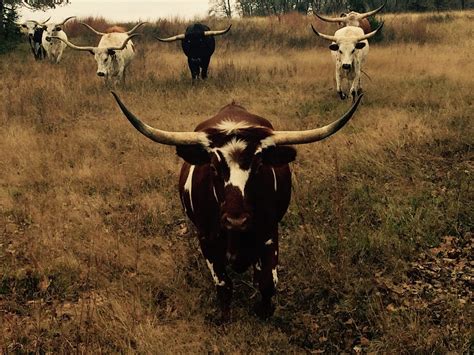 Texas Longhorn Cattle Wallpapers - Wallpaper Cave