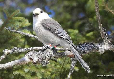 Visit to Algonquin Provincial Park - 14, 15 March 2020 - Travels With Birds