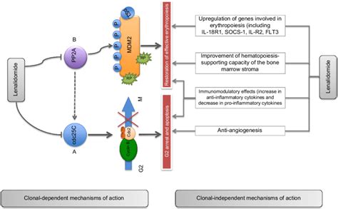 Suggested mechanism of action of lenalidomide del(5q) MDS. Notes: The ...