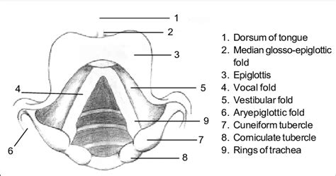 Cavity of the larynx, Laryngoscopic view | Download Scientific Diagram