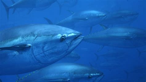 U.S. Moves to Roll Back Successful Atlantic Bluefin Tuna Protections ...